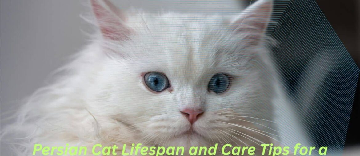 Persian Cat Lifespan and Care Tips for a Healthy, Happy Pet Featured Image