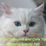 Persian Cat Lifespan and Care Tips for a Healthy, Happy Pet Featured Image