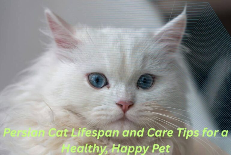 Persian Cat Lifespan and Care Tips for a Healthy, Happy Pet Featured Image