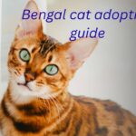 Bengal Cat Adoption Guide – What You Need to Know