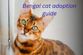 Bengal Cat Adoption Guide – What You Need to Know