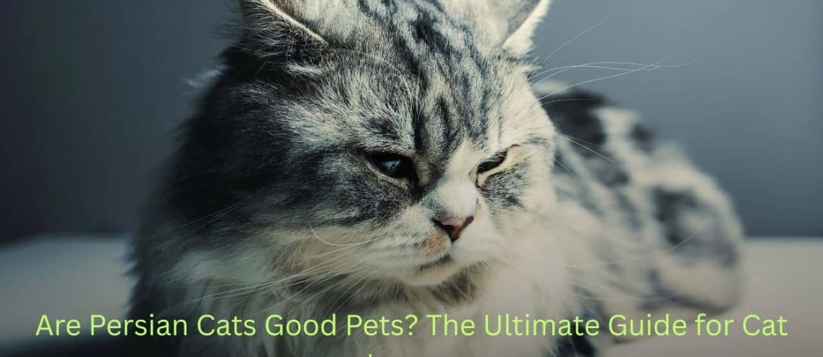 Are Persian Cats Good Pets? The Ultimate Guide for Cat Lovers