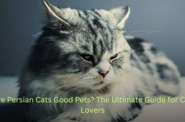 Are Persian Cats Good Pets? The Ultimate Guide for Cat Lovers