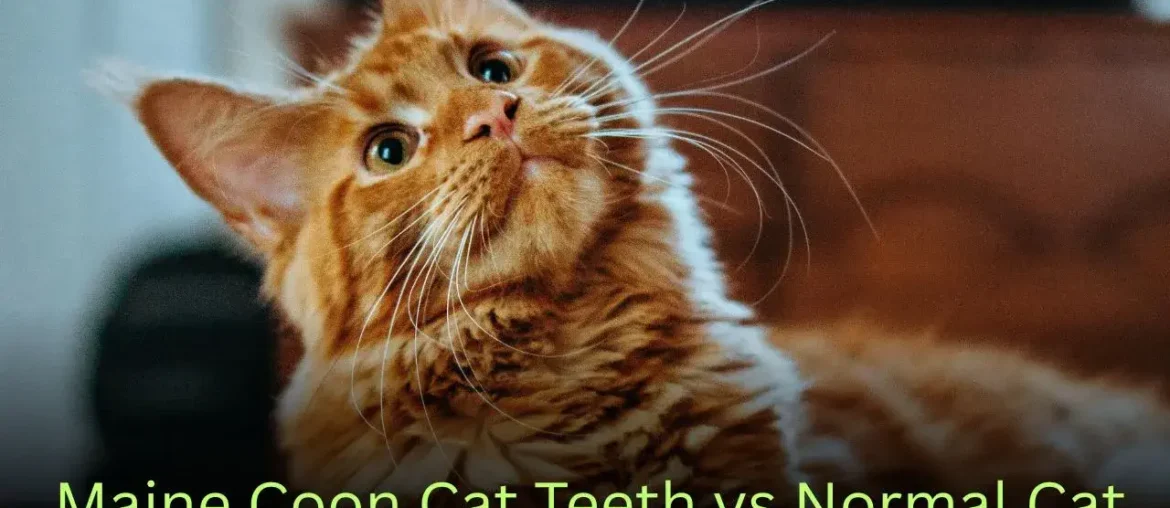 Maine Coon Cat Teeth vs Normal Cat: Surprising Differences Every Cat Owner Should Know