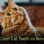 Maine Coon Cat Teeth vs Normal Cat: Surprising Differences Every Cat Owner Should Know
