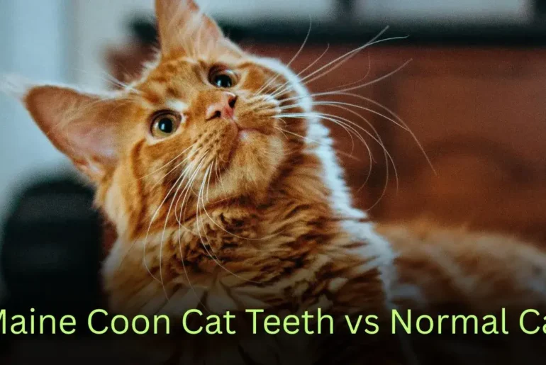 Maine Coon Cat Teeth vs Normal Cat: Surprising Differences Every Cat Owner Should Know
