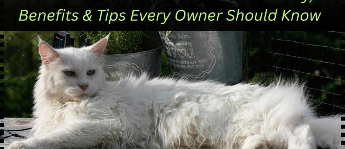 Maine Coon Outdoor Cat Guide: Safety, Benefits & Tips Every Owner Should Know