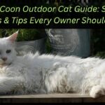 Maine Coon Outdoor Cat Guide: Safety, Benefits & Tips Every Owner Should Know