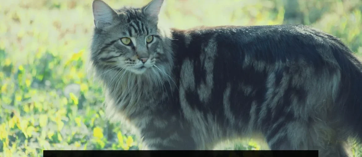 Maine Coons Hypoallergenic