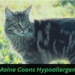 Maine Coons Hypoallergenic