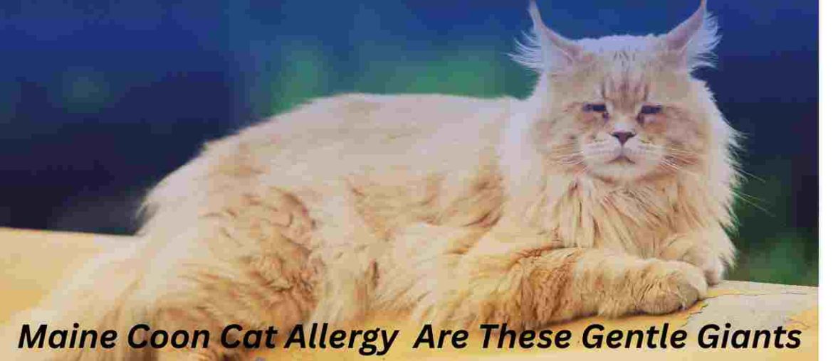 Maine Coon Cat Allergy Are These Gentle Giants Safe for Allergy Sufferers