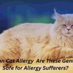 Maine Coon Cat Allergy Are These Gentle Giants Safe for Allergy Sufferers