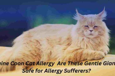 Maine Coon Cat Allergy Are These Gentle Giants Safe for Allergy Sufferers