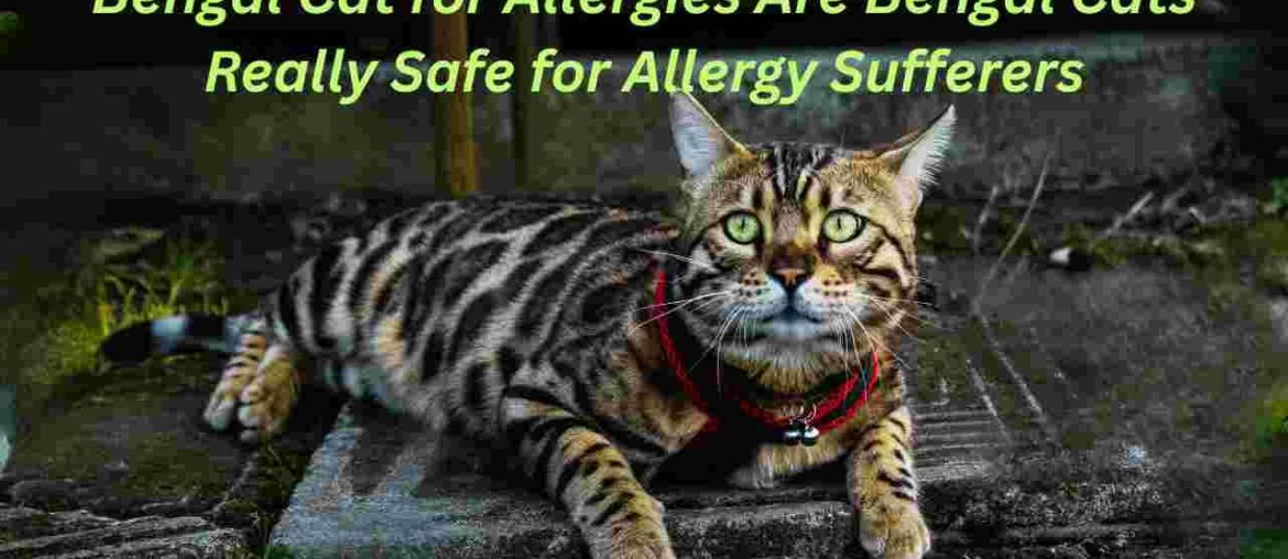 Bengal Cat for Allergies Are Bengal Cats Really Safe for Allergy Sufferers