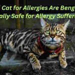 Bengal Cat for Allergies Are Bengal Cats Really Safe for Allergy Sufferers