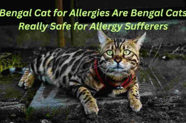 Bengal Cat for Allergies Are Bengal Cats Really Safe for Allergy Sufferers