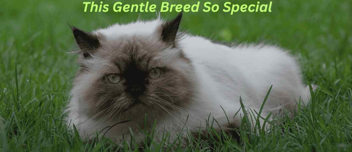 Persian Cat Personality and Behavior