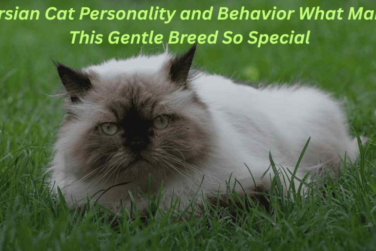 Persian Cat Personality and Behavior